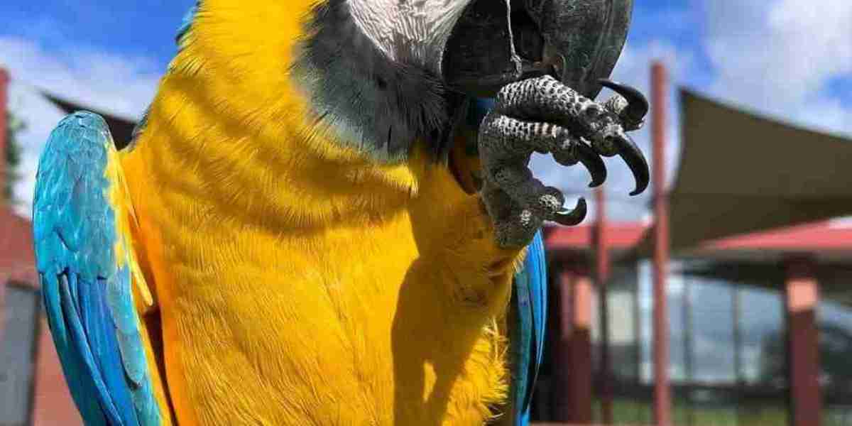 Buy Macaw: Why the Exotic Bird is the Perfect Pet for Bird Enthusiasts