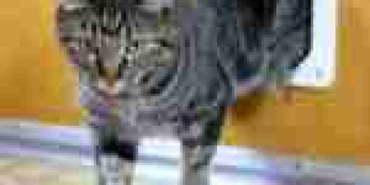 25 Surprising Facts About Cat Door Installation